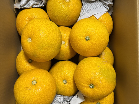 【福袋】☆彡新春お客様還元大感謝祭☆彡　　【特別栽培】和歌山県産もぎたて【特大地蔵サイズ】(6kg)2024年アワード受賞特別価格‼️