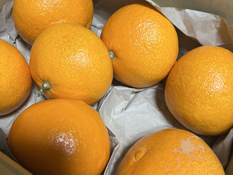 愛媛みかんの老舗厳選【濃厚な甘みと程よい酸味】みかん 3.5kg【愛媛県川上産】【冬ギフト】