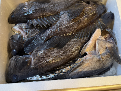 【青森県直送】お試し鮮魚ＢＯＸ　約1キロ