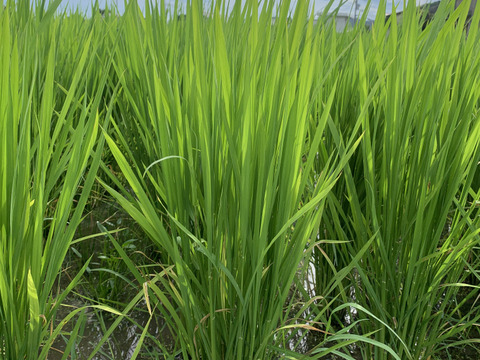 令和5年　淡路島産　農薬不使用　化学肥料不使用　玄米　4Kg(税込)