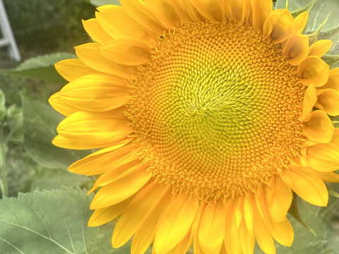 【ひまわり５本】ひまわり&ふわふわモコモコのテディベア（希少）登場！インパクトありあり！