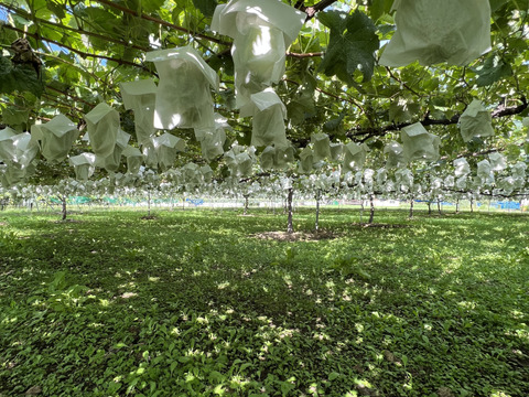 長野県産　家庭用シャインマスカット　2kg