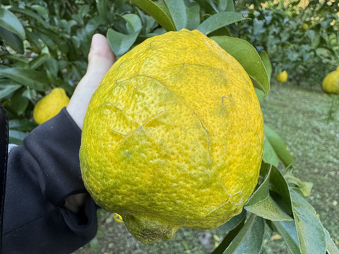 りのか（璃の香）無農　ノーワックス