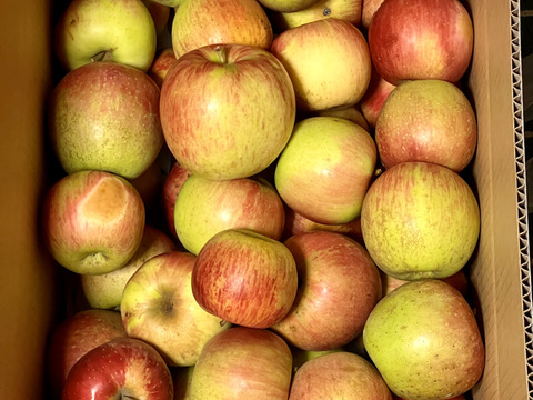 今季最終プライスダウン！！加工用りんご🍎小玉ゴロ詰め