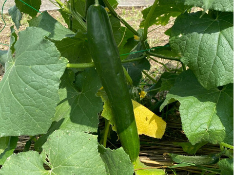 今夜は夏野菜カレーに決まり！夏野菜６品目セット　１人前