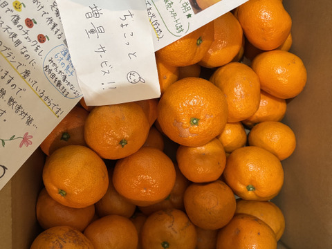 有田みかん【サイズ混合】5 kg（箱込）