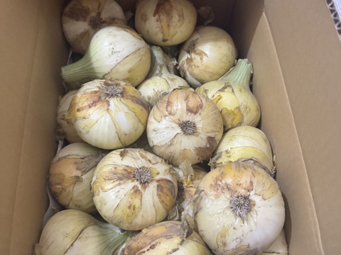 【祝!3年連続金賞🏆】淡路島新玉ねぎ10kg