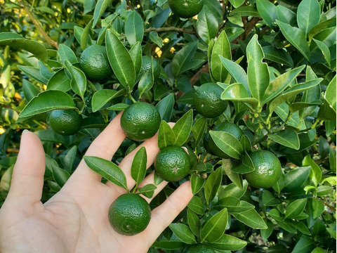 鹿児島県産「グリーンレモン」「シークワーサー」詰め合わせ 箱込み2kg