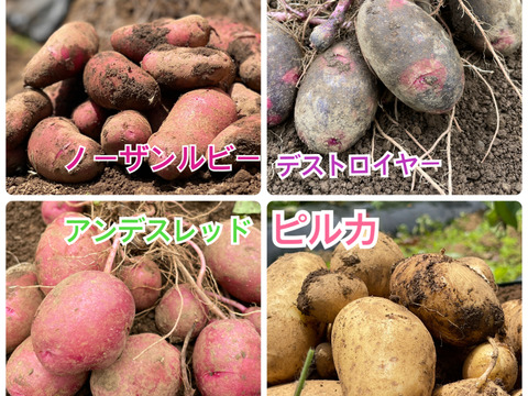 ノウフク　カラフルじゃがいもミックス 2kg　【栽培期間中農薬化学肥料不使用】