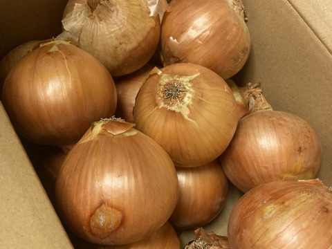 玉ねぎ5kg🅱️🧅淡路島極熟玉葱　シャーロットオニオン　玉ねぎ大国淡路島からのたまねぎ