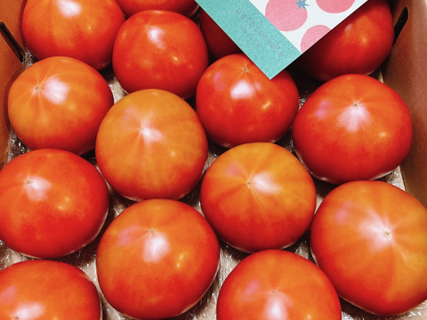 【野菜ソムリエサミット金賞】濃厚！ウエタトマトのトマト(4キロ箱)