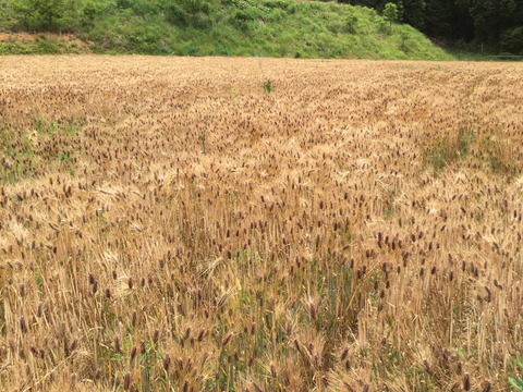 もち麦　ダイシモチ農薬化学肥料不使用　熊本県産　10kg