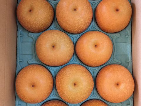 豊水呉羽梨贈答用5ｋｇ