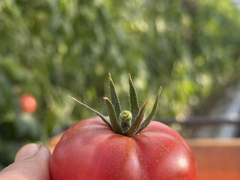 フルーツトマト　糖度9度以上　約750ｇ　高知県土佐市