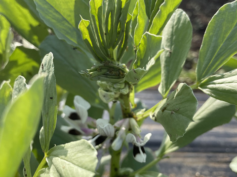採れたて❗️そら豆3キロ：千葉県産の打越一寸｜食べチョク