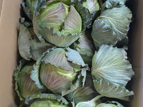 小さい寒玉キャベツ14キロ入り