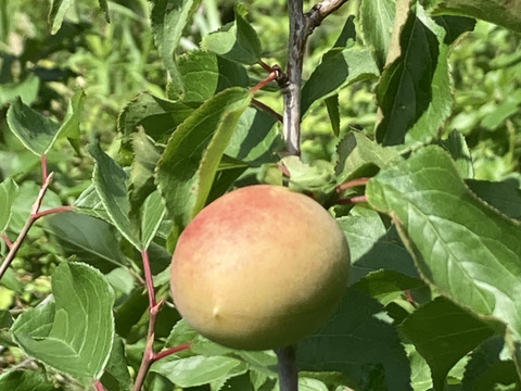 ⭐️高知産自然農⭐️桃みたいな梅中〜大サイズ🍑ほぼ木で熟れて