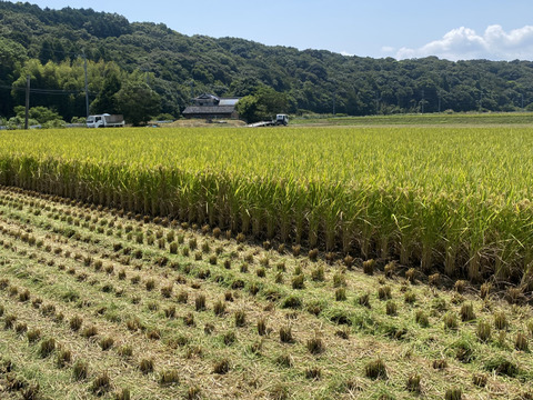 【令和7年新米】
思いの詰まったお米 「夢つくし」 精米5kg