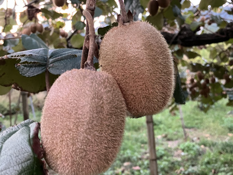 農薬・化学肥料・除草剤不使用　愛媛県産キウイフルーツ（ヘイワード）5kg(50個前後)（ご家庭用）