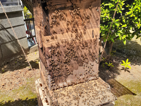 希少な日本蜜蜂、日本ミツバチの生はちみつ　５００g X２本