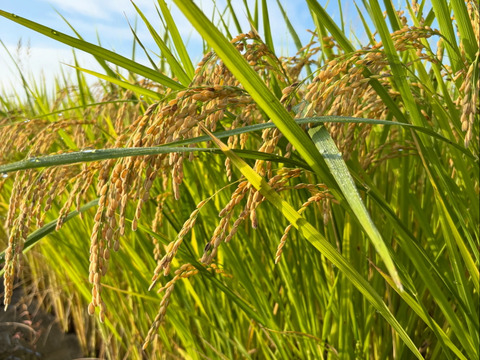 令和7年産　日本晴　玄米　15kg