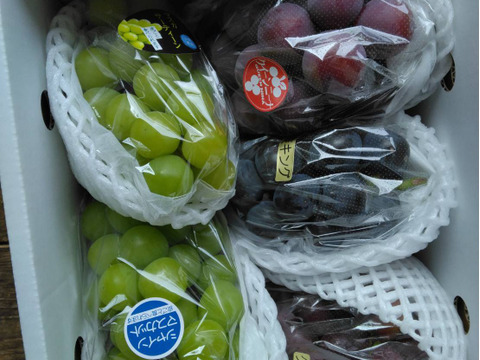 【福袋2025】3~5品種お楽しみ♪ ぶどう詰め合わせ＜シャイン1房は確約＞