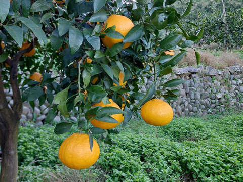 デコっと不知火【サイズ混合】2kg（箱込）