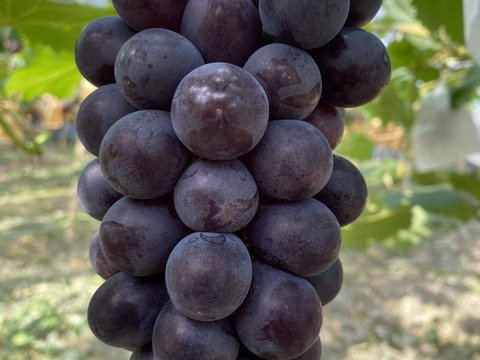 岡山県産✨サマーブラック🍇4房入