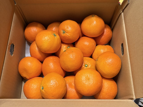 【ジューシー】伊予柑（5㎏・ご家庭用）