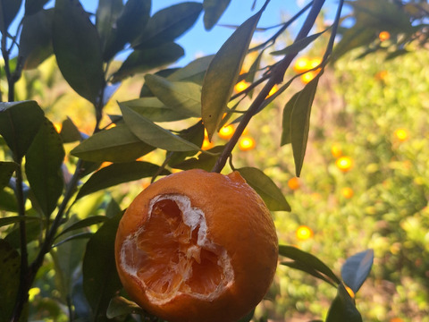 お猿さんから守れ！レスキューたんかん　６キロ