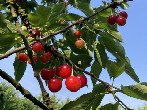 クール便！さくらんぼ葉取らず紅秀峰450g×2パックパック訳あり家庭用農薬半減栽培