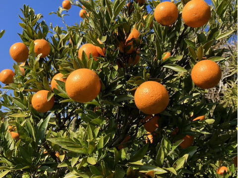 鹿児島県産「訳ありたんかん」※シミ、黒ずみ多数あります。中身は変わらず美味しい！