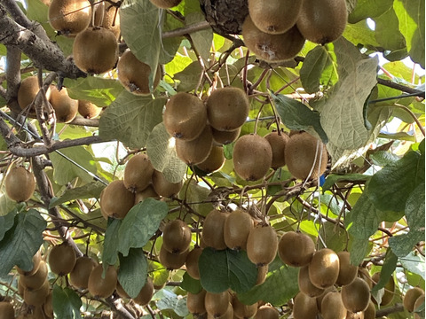 最終です【希少品種　紅妃 】とても甘〜い！赤いキウイフルーツ
【1.5キロ】