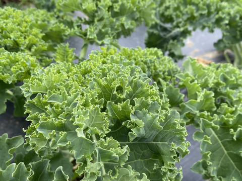 【カーリーケール】1kg   農薬・化学肥料不使用栽培