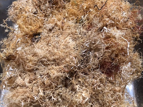 晒し天草、普通品（家庭用テングサ）／７０グラム　天草、心太