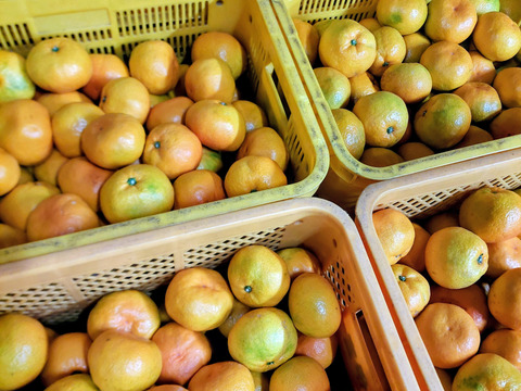 有田みかん【大玉】8kg（箱込）