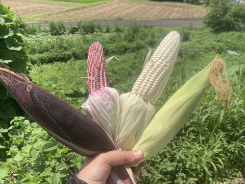 【珍品種】もちとうきび　もちもち食感がクセになる！おやつに、料理に大活躍！　もちとうきび　５本セット