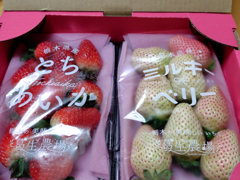 お祝い贈答用！紅白いちご『とちあいか』『ミルキーベリー』（300ｇ×2）【いちご食べ比べ】