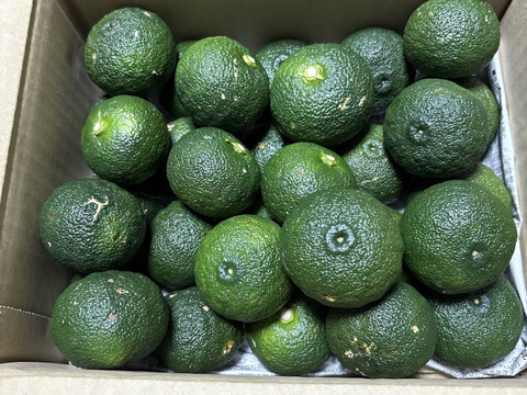 青ゆず　2㎏　キズあり、形・サイズ不揃い