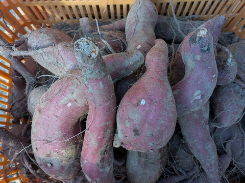 土付き！訳ありバラ　さつまいも(紅はるか)5キロ　見える化星2つ