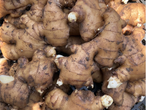 千葉県産　すりおろしたっぷり！本格ジンジャーシロップ　180ml