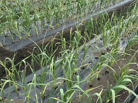 アミノ酸たっぷり　熟成黒にんにくパウダー　１袋30g