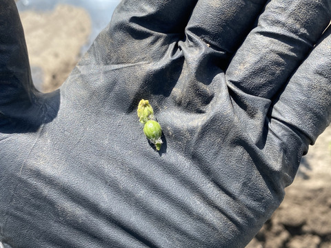 羅皇ザ・スウィート　1玉　2Lサイズ　7kg〜8kg 【圃場栽培期間中農薬・化学肥料不使用】