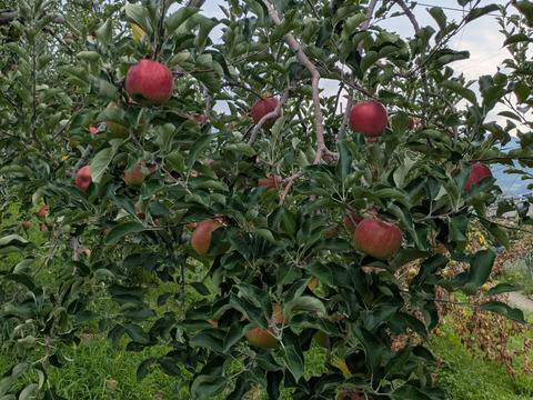 甘さが際立つつがる（自家用）5㎏