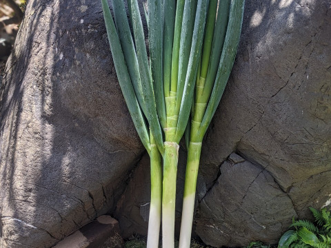 【最高糖度15度超え】日テレ出演で話題💡400年の土壌にギリギリまで眠らせた泥パックネギ【お得な大容量パッケージ約１キロ】