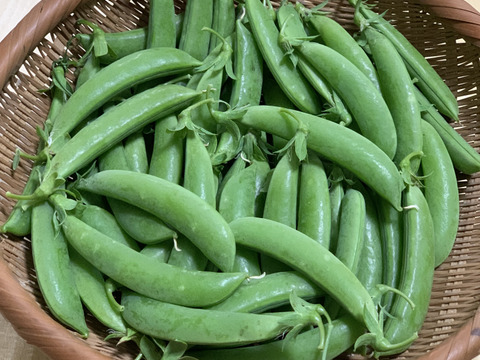 【京都産】パリッと甘い！スナップエンドウ1ｋｇ