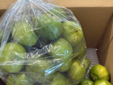 【夏限定】沖縄県産青シークァーサー約１kg