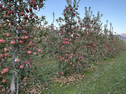 甘さと酸味が絶妙！青森県産サンふじ(訳あり)　約5kg 16個
