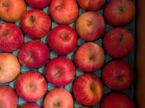 【ギフト】【小玉りんご】5kg 甘い！美味しい！家庭用小玉サンふじ(25~28玉)よく、どこに傷があるの？と聞かれます 長野県山ノ内町志賀高原麓