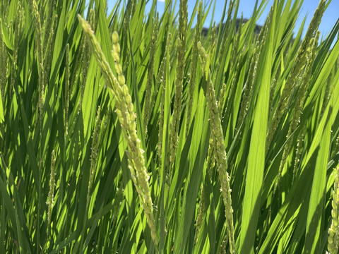 【令和７年産 新米５kg 】本当においしいお米食べた事ありますか？熊本県特産『くまさんの輝き』遂に！販売開始！※玄米でも発送可能です！